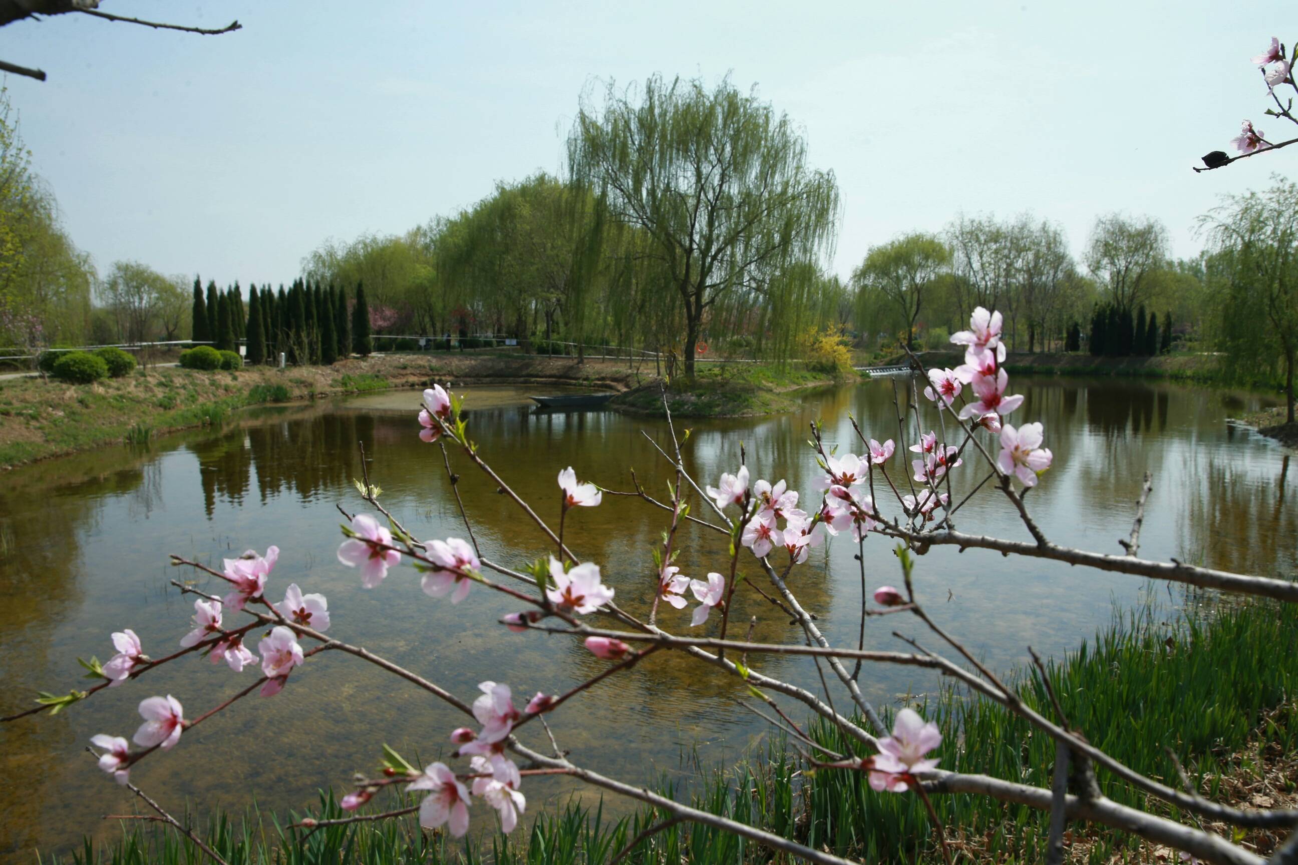 淄川赏春光柳泉湿地美如画