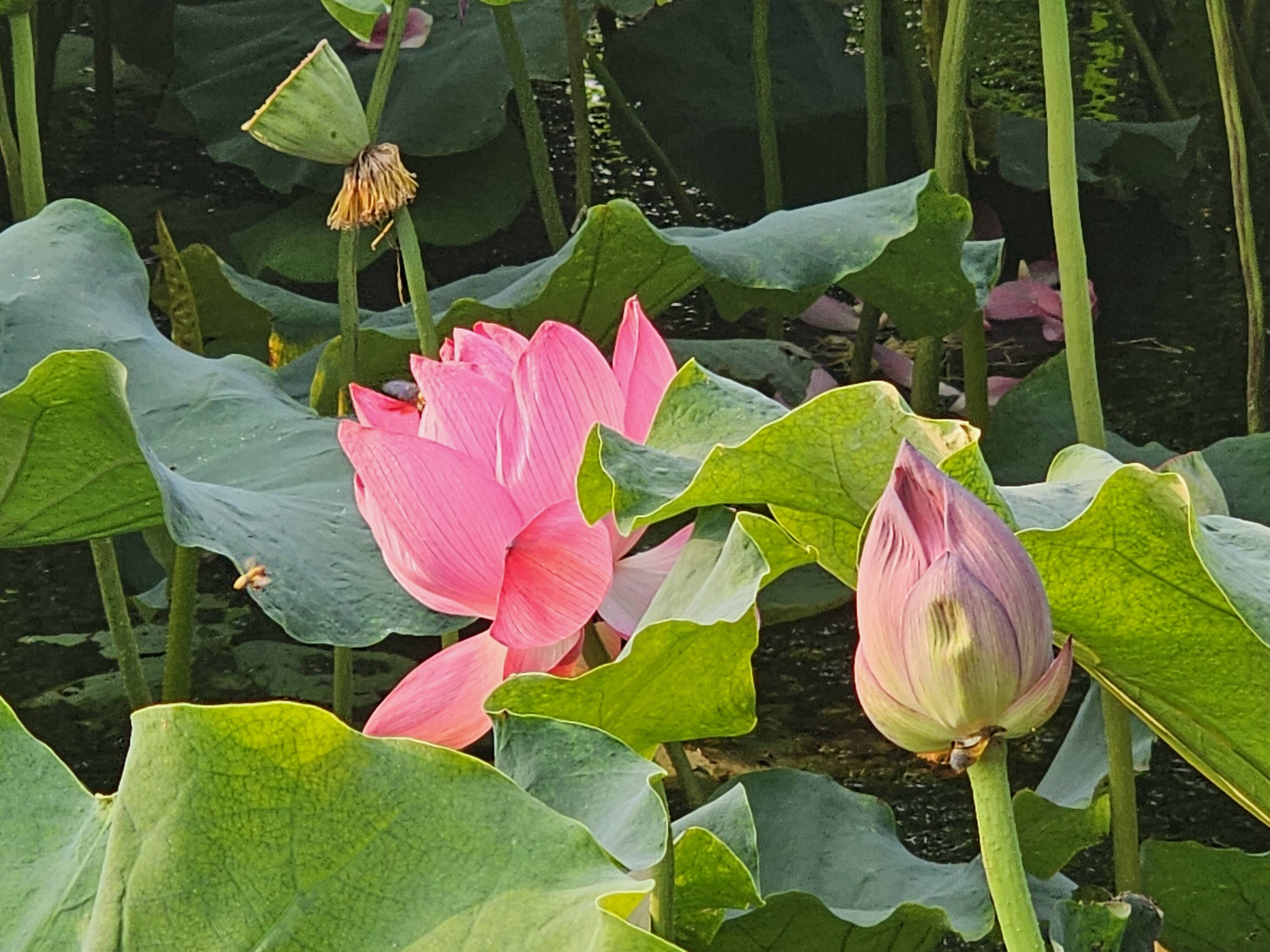 淄川区昆仑镇刘瓦村:荷花盛放 乡村美景引客来