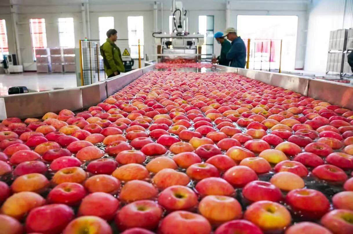 海阳立足特色谋产业促振兴