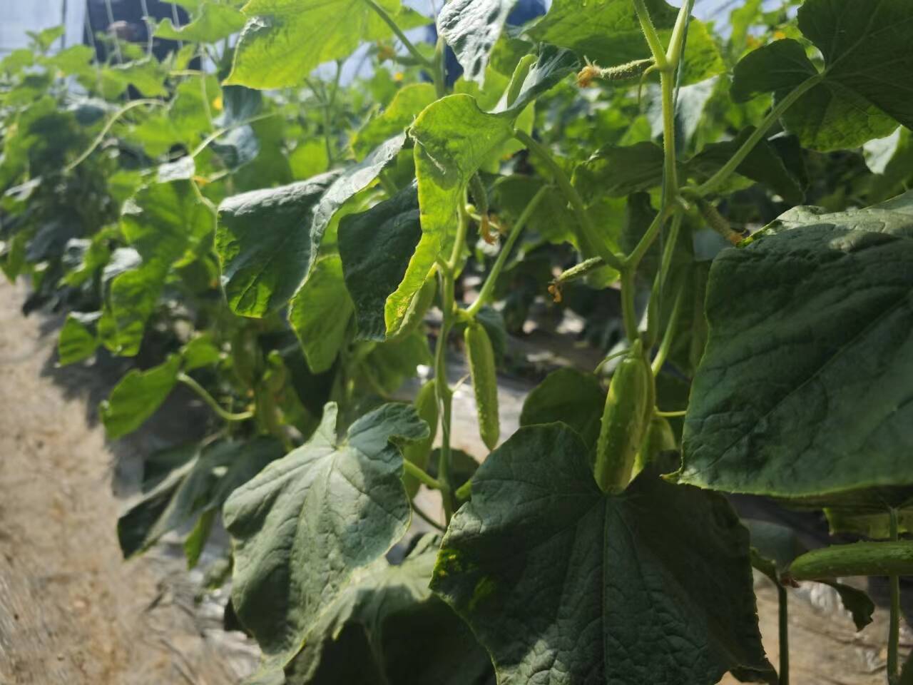 海阳立足特色谋产业促振兴