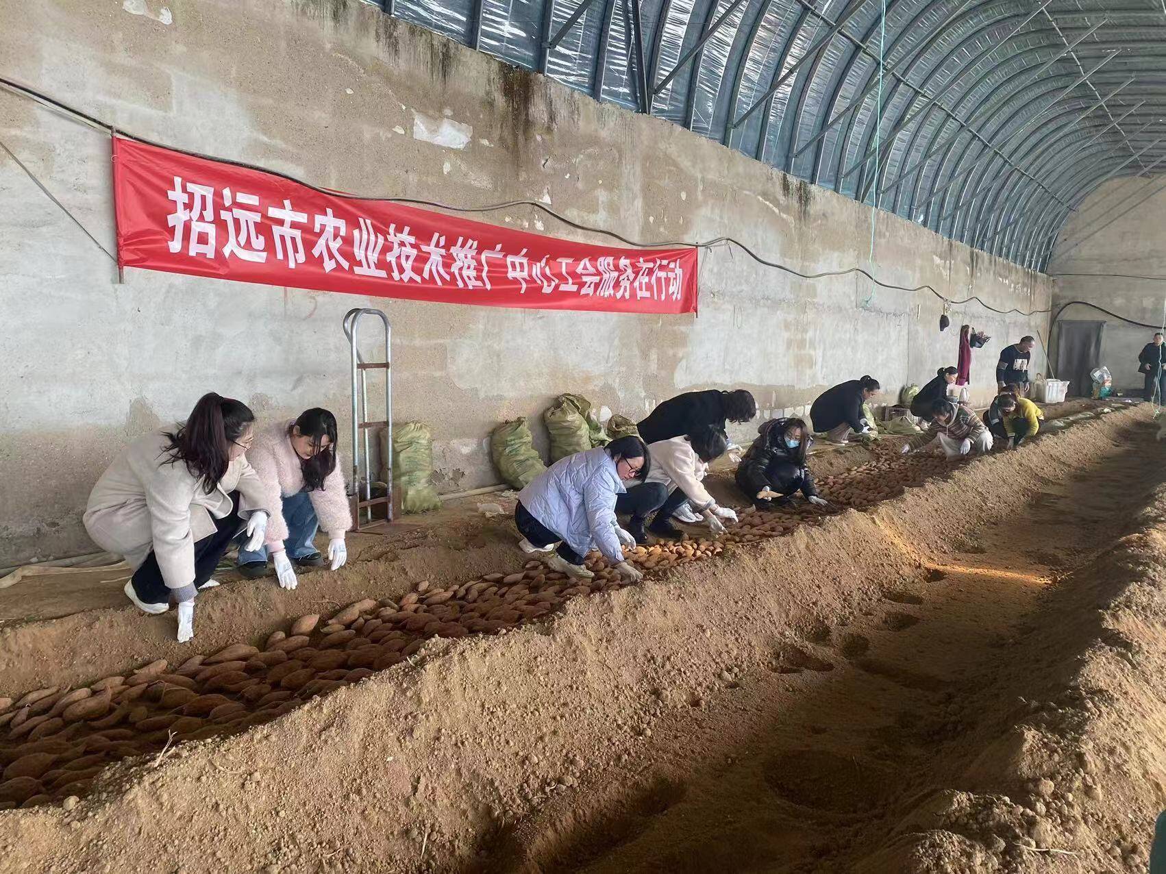 招远市农业技术推广中心工开展现场技术指导活动