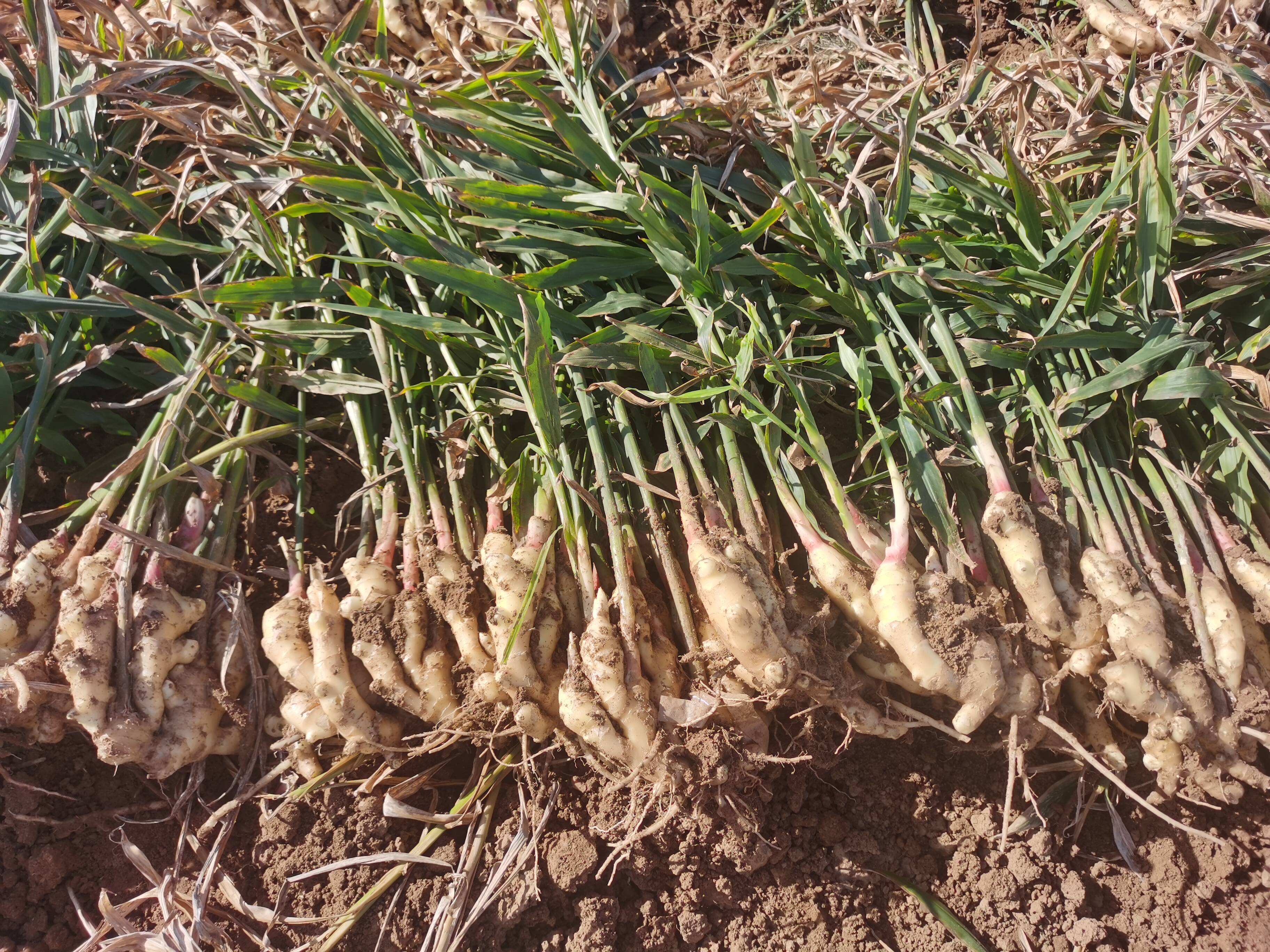 生姜地里,一株株生姜植株挺拔而立,翠绿的叶子显得生机盎然