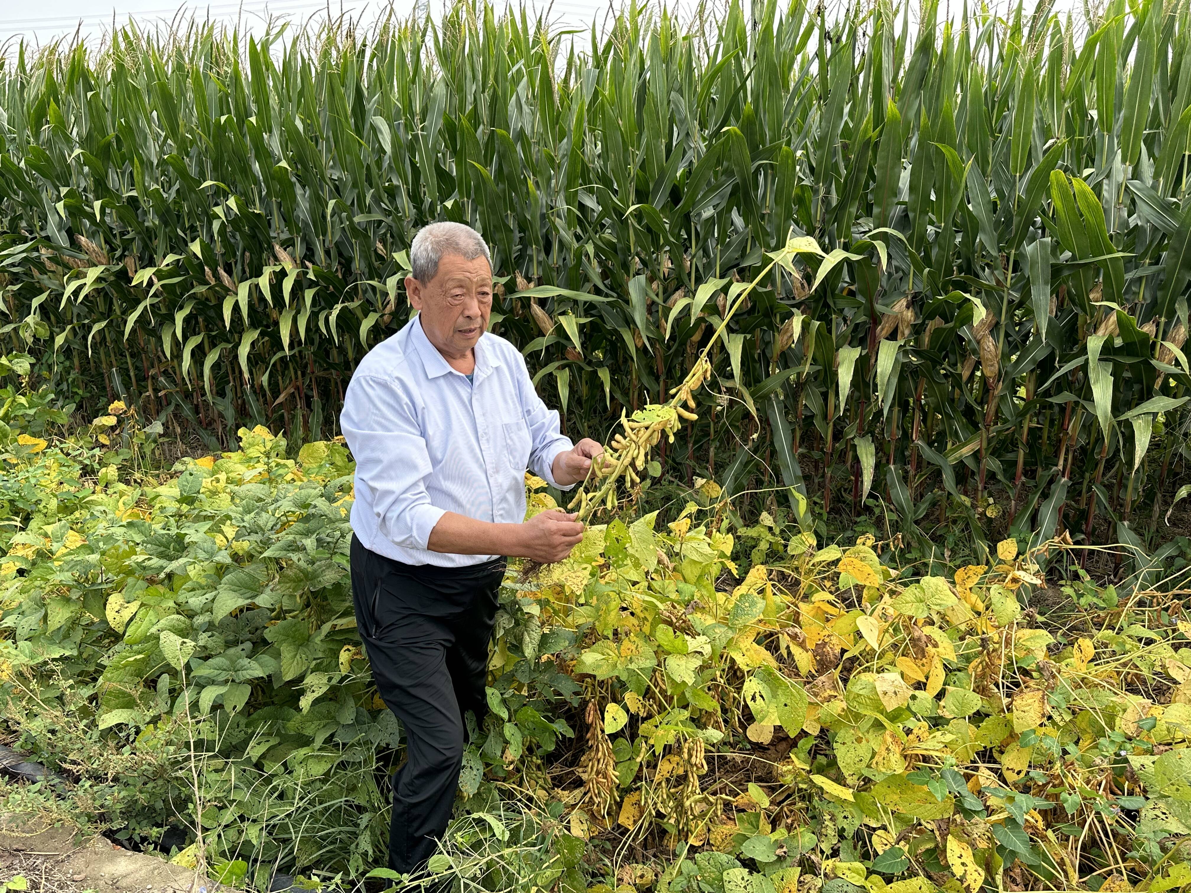 胶州洋河镇金色庄园家庭农场特色种植好丰景
