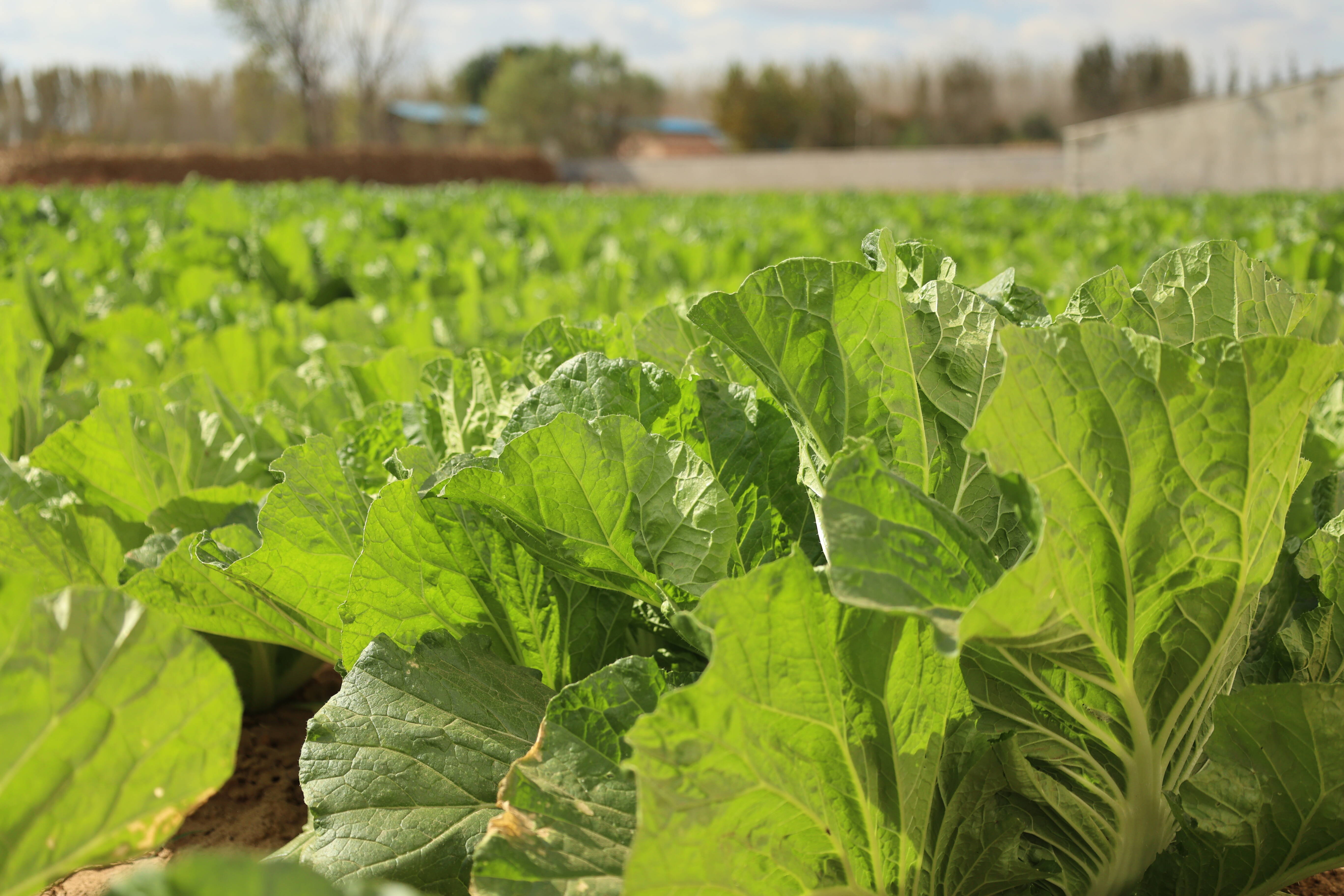 胶州市培育高产稳产大白菜新品种50余个