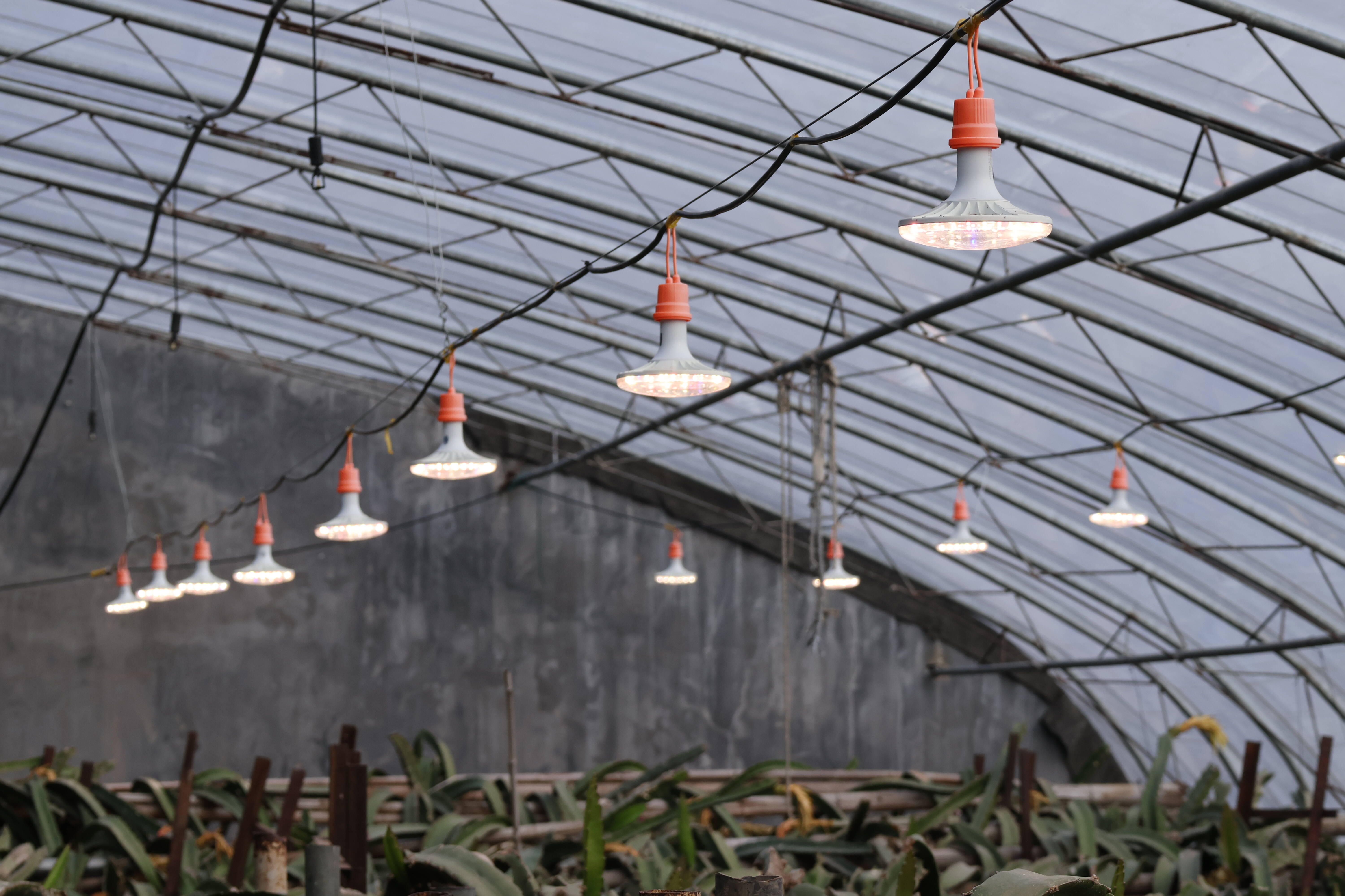 山东胶州稀土植物补光灯增光又增产