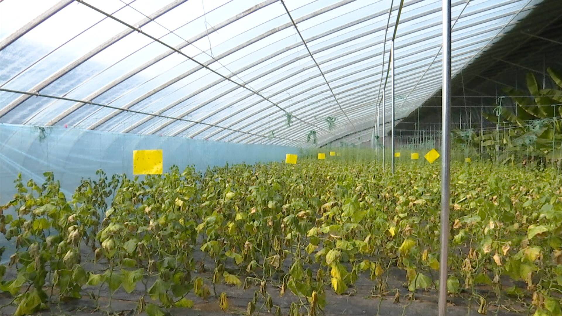日前,记者在铺集镇胶河源农产基地看到,蔬菜种植大棚里安装了智能放