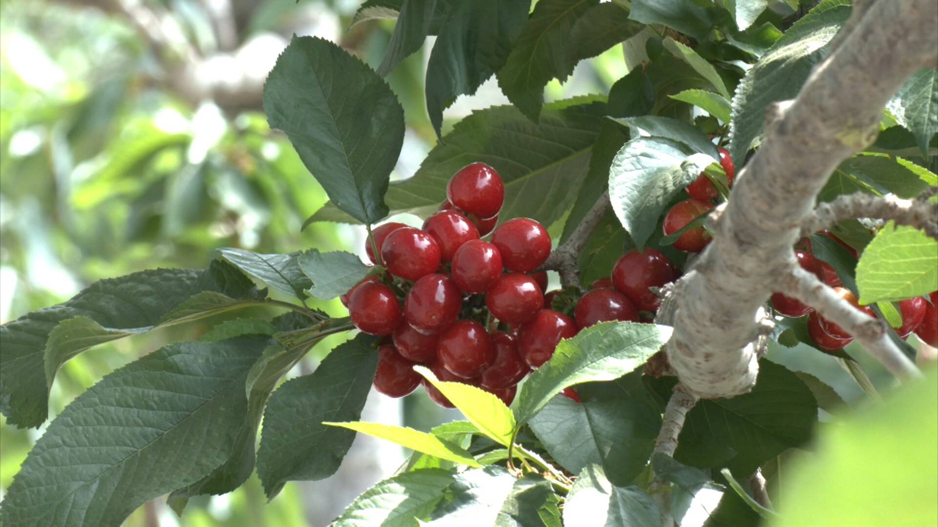 走进胶州市里岔镇龙王庙村的青岛大机场樱桃采摘园,一棵棵樱桃树排列