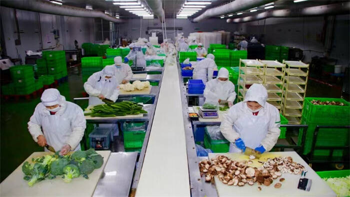 威海市文登区宋村镇农业产业强镇助推蔬菜产业高质量发展