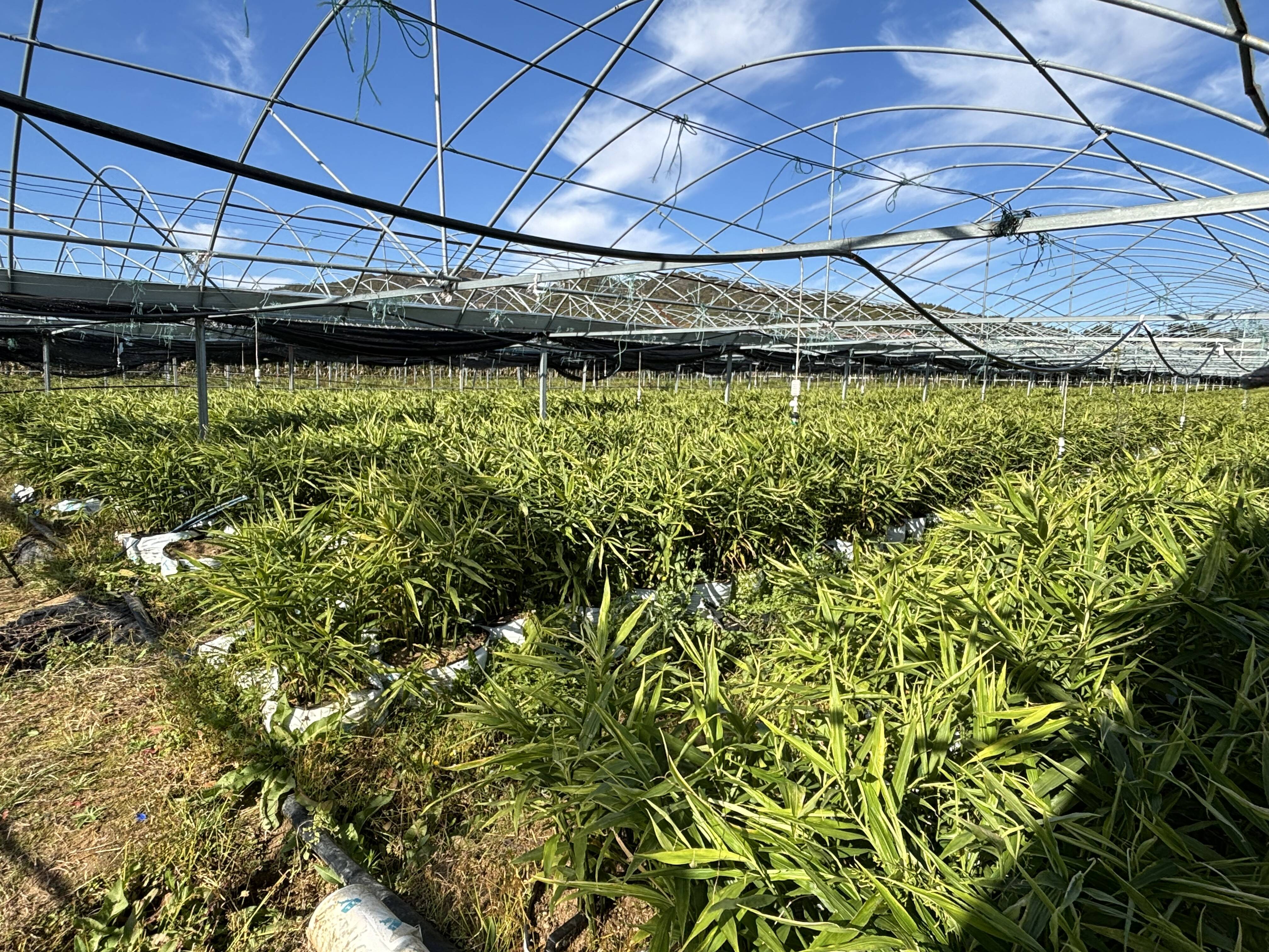 农村种植好项目(农村种植项目大全)