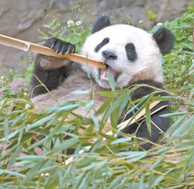 中國(guó)大熊貓保護(hù)研究中心都江堰基地的大熊貓憨態(tài)可掬。陳先林?jǐn)z（影像中國(guó)）