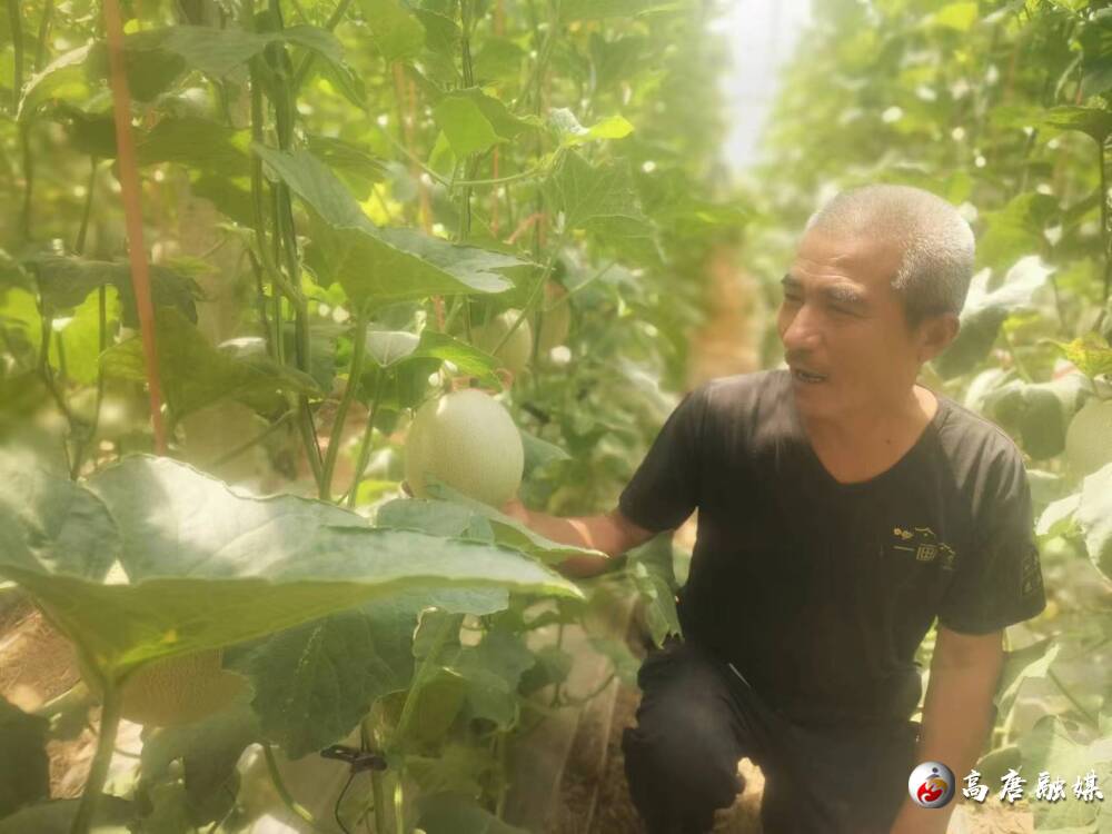 据了解,李延涛今年采取瓜蔬轮作模式,这茬种植的是"鲁厚田网纹甜瓜"