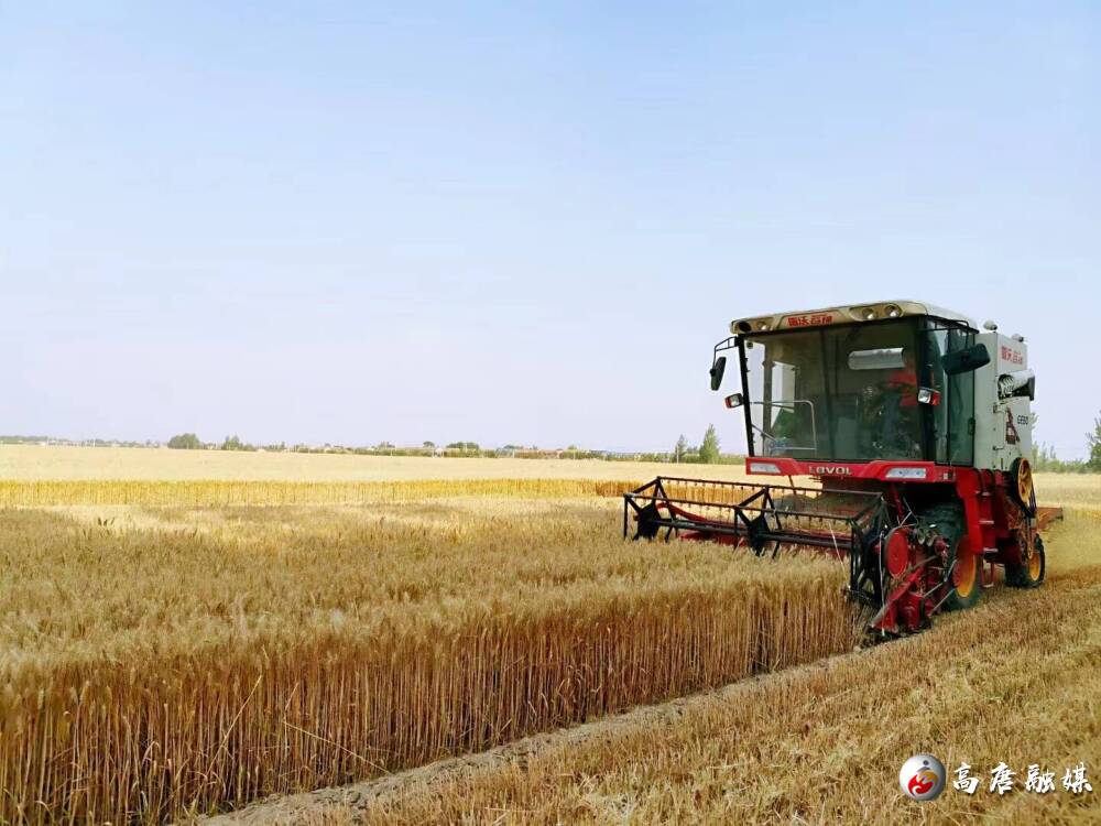 高唐县固河镇:风吹麦浪穗飘香 不误农时抢收粮