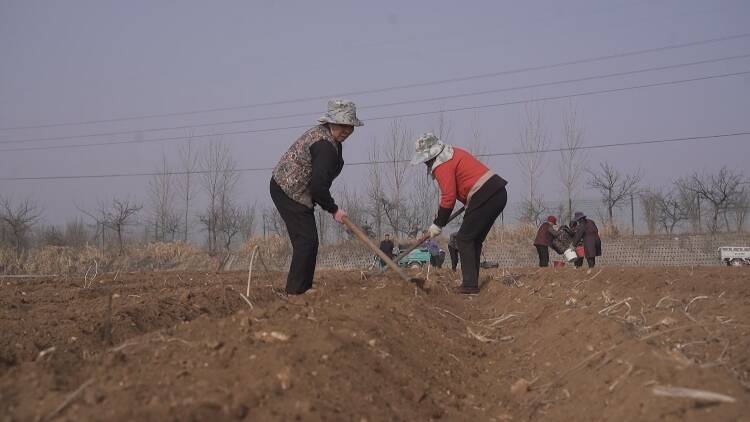 新泰市羊流镇春种春管有序推进特色农作物助力农民增收