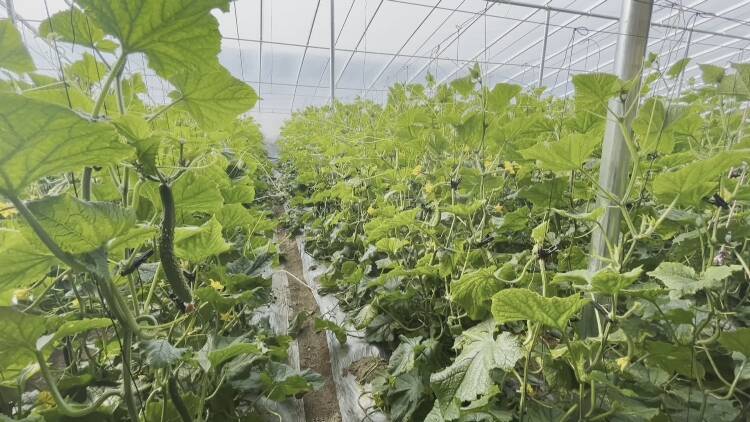 新泰市放城镇:"跨村联建"结出乡村振兴致富果