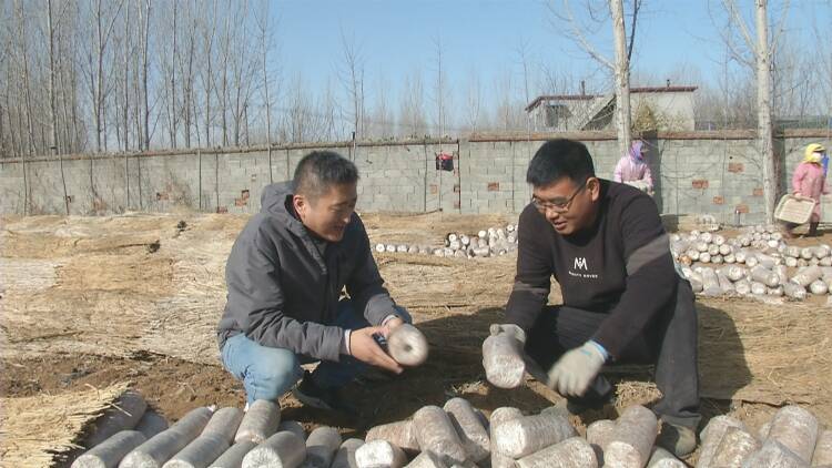 新泰市谷里镇种植黑木耳致富短平快