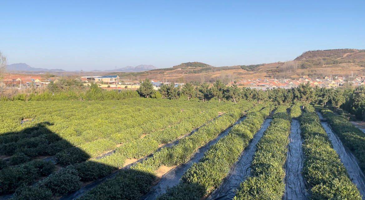 日照花仙子风景区拆了图片