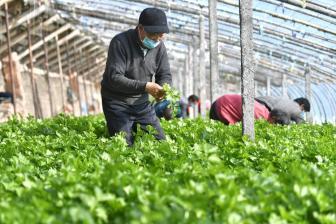 兩岸青年與媒體人走進農業示范園 點贊貴州現代農業發展成就