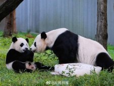 外交部：3只旅美大熊貓將于今年年底按期回國