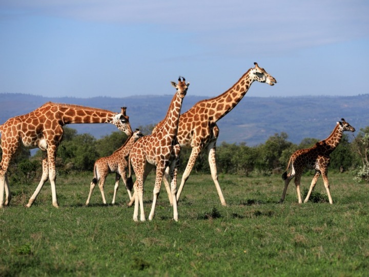 美國動物園降生純色長頸鹿 或?yàn)槿蛭ㄒ? /></a></dt>
                                    <dd><h3><a href=