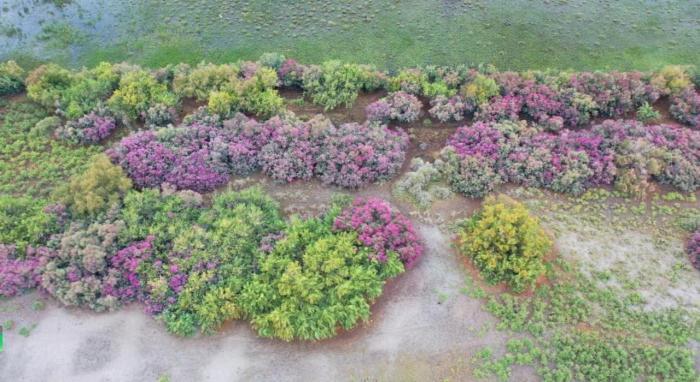 新疆巴州：“百里花廊”靚戈壁 紅柳簇簇散芬芳