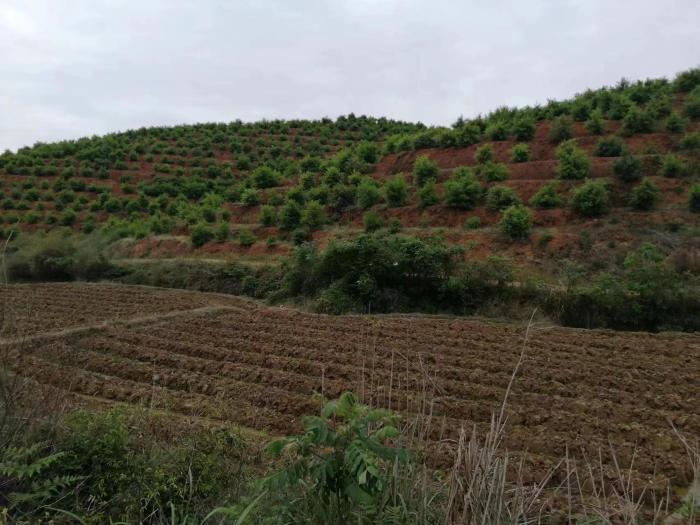 湖南安仁因地制宜廣種油茶 綠了荒山富了口袋