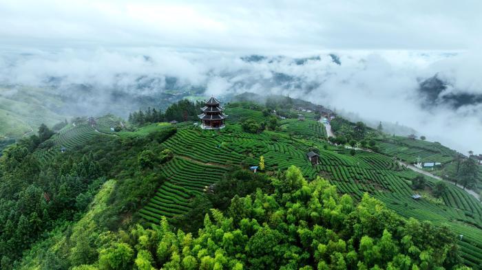 廣西侗鄉三江：雨后茶園云霧繚繞如仙境