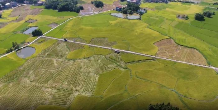 最高亩产803.59公斤 湖南祁阳15万亩再生稻进入丰收季