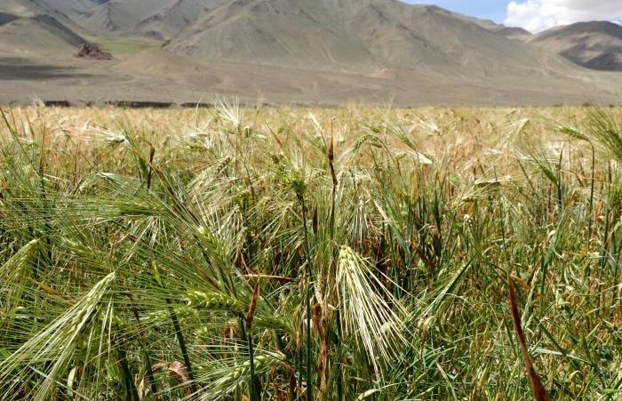 西藏革吉：青稞種植項目為當地民眾增收益