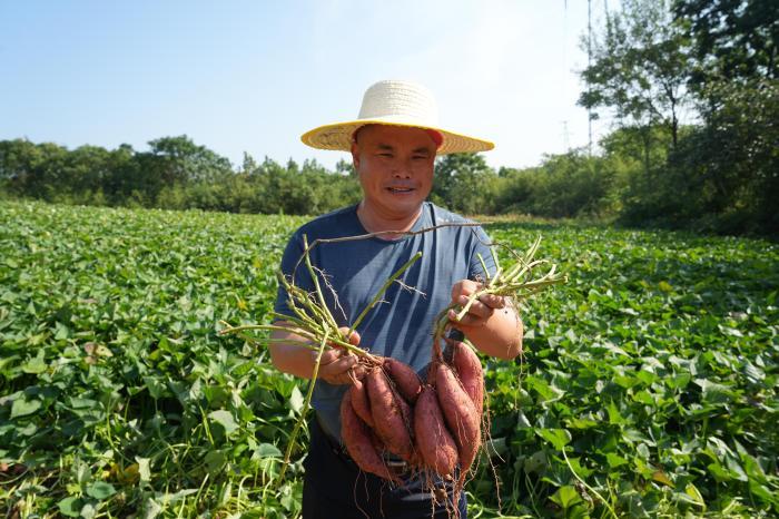 世界長壽之鄉鐘祥：富硒紅薯開啟鄉村“甜蜜”新事業