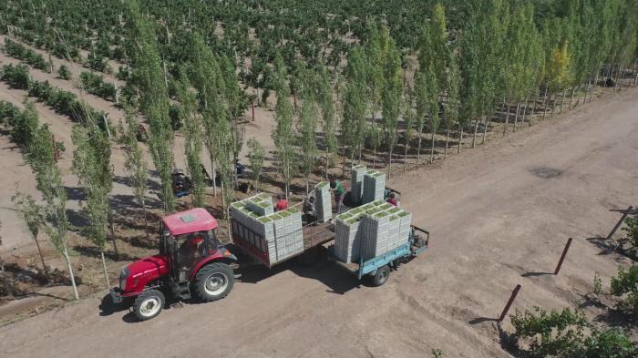 新疆巴州逾11万亩葡萄进入甜蜜丰收季