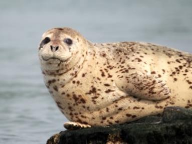 觸目驚心！海洋樂園冷庫發現16只保護動物死體背后