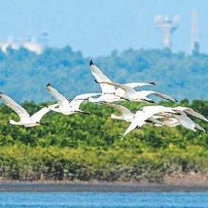 我國正在更新國家生物多樣性保護戰略與行動計劃