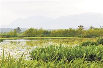 從“蚊蠅沼澤”到“洱海綠腎”——羅時江濕地生態保護修復紀實