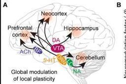 中國科學家研究提出新型類腦學習方法 可助力新型類腦芯片設計