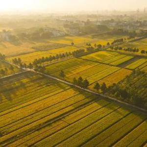 提升糧食綜合生產能力 加強糧食保障體系建設——來自全國人大常委會專題詢問現場的聲音