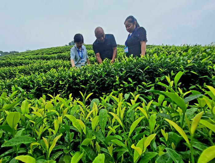 紅土地上振興路：山村茶園里的“致富經(jīng)”