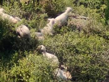 一个多月后，房山大暴雨中走失的20多只羊找回来了！