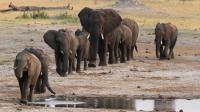 泰國野生動物保護區干旱 外出覓食大象踩死村民