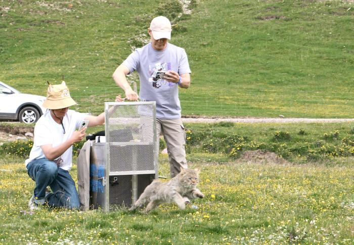 世界首例被救護荒漠貓佩戴衛星定位項圈放歸月余 生存狀況正常