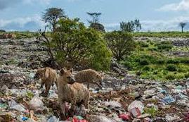 國際最新研究：氣候變化或加劇城鎮化對當地野生動物影響