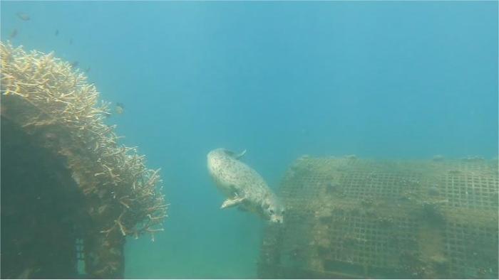 三亞海域發現國家一級保護野生動物“斑海豹”