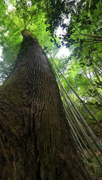 南山國家公園候選區54.075米楓香樹刷新湖南最高樹紀錄