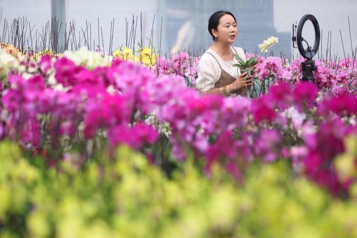 走進江蘇宿遷鏡觀蝴蝶蘭開出鄉(xiāng)村振興“致富花”