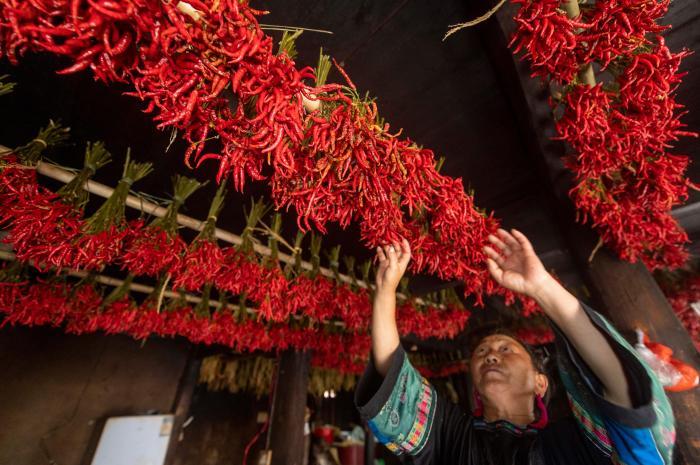 貴州從江：火紅朝天椒喜豐收