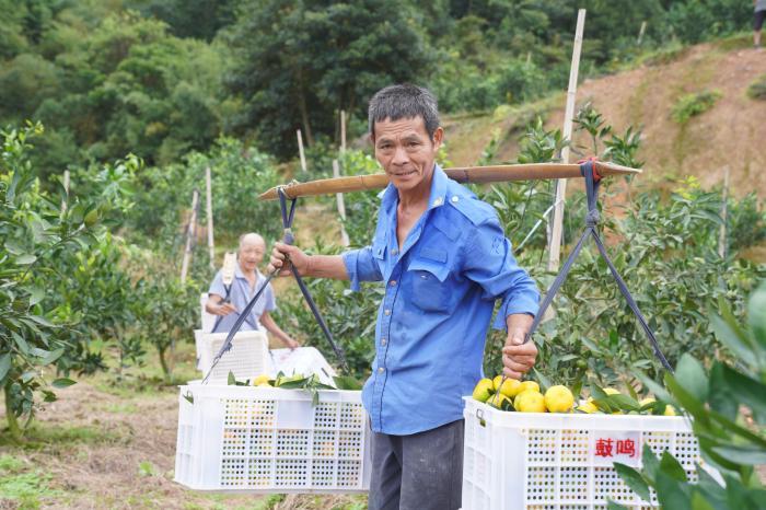 乡约福建：早到的甜蜜 漳州早蜜柑错峰上市