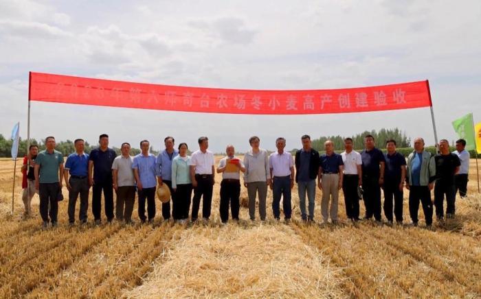 新疆兵团冬小麦连片单产全国第一的奥秘何在？