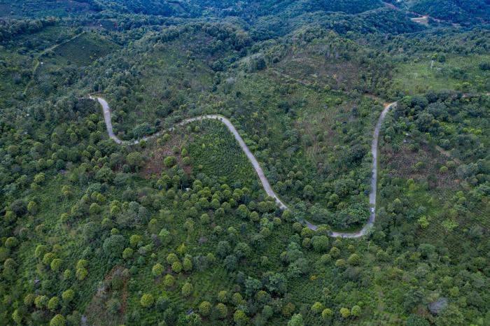 走进中国第57项世界遗产之一：普洱景迈山古茶林文化景观诠释智慧生态古茶林