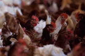 应对禽流感疫情 南非政府计划采取禽肉进口关税临时退税措施