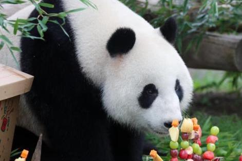 3只大熊貓上海野生動物園同日慶生