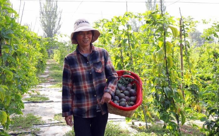 探訪新疆南部百香果露天種植園：品相好味道濃 市場潛力大